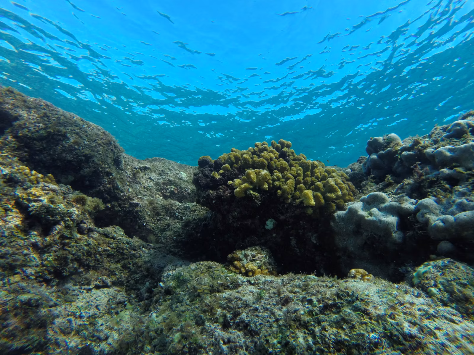 Coral reef underwater in Baja California Sur, Sea of Cortez, Mexico