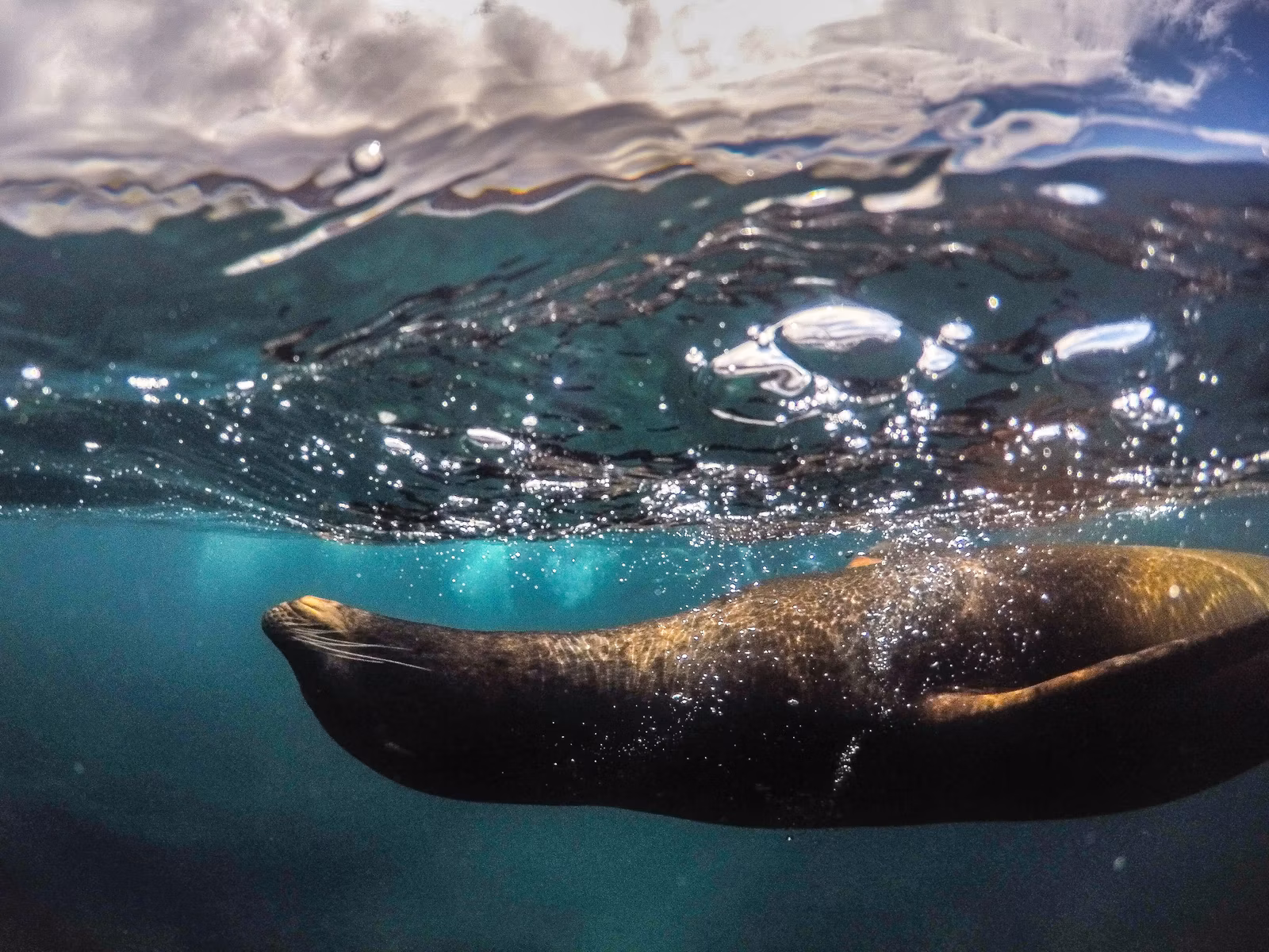 Sea lion swimming underwater in clear blue water, playful marine wildlife